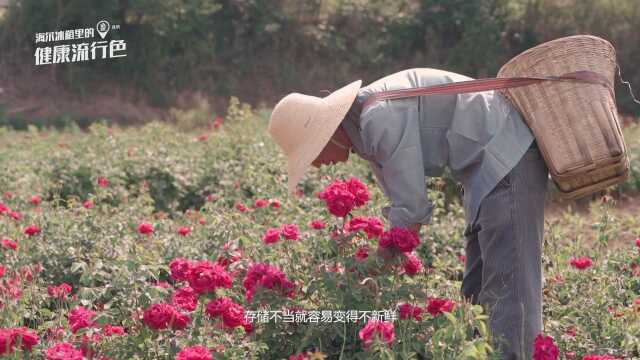 海尔全空间保鲜冰箱带您吃遍云南