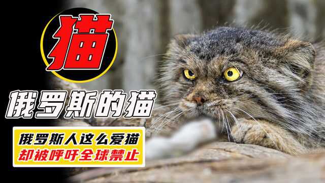 俄罗斯人这么喜欢猫,西方为何还要制裁俄罗斯的猫?