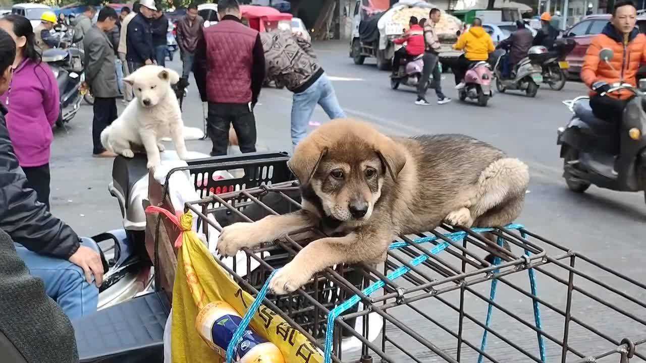 广西玉林热闹的狗市,上千条狗摆在路边,广东五红狗2000块一条