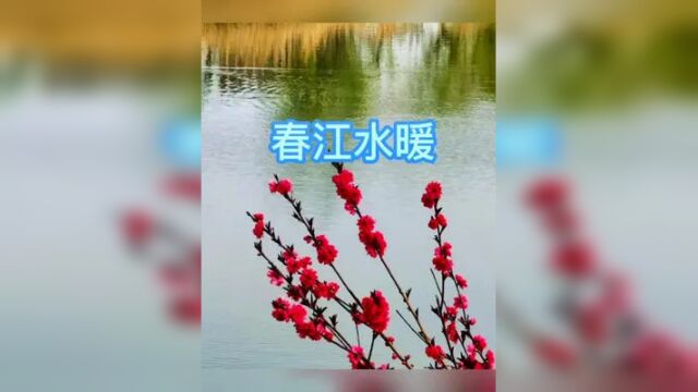 疫情期间挡不住春天的脚步,北方春江水暖一样美.#山西运城 #春天的色彩