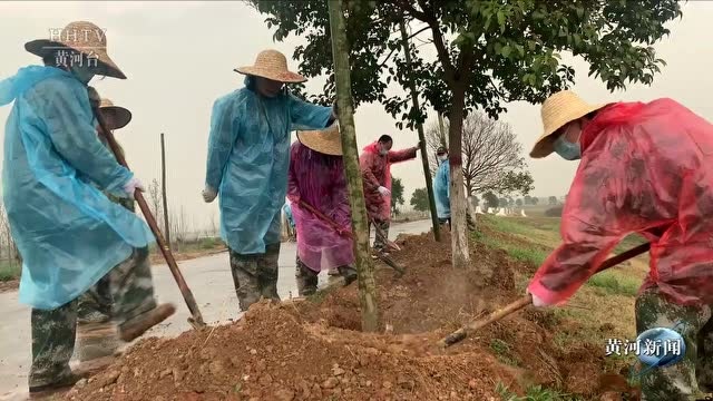 【基层动态】孟州河务局:冒雨植树热情高 母亲河畔添新绿