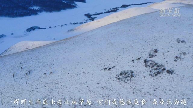 内蒙古黄岗梁国家森林公园:野生马鹿雪地欢乐奔腾