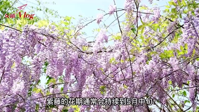 女游Vlog丨超浪漫!在渝北发现这片紫色花海