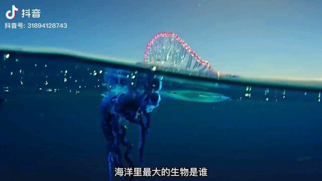 海洋生物探秘