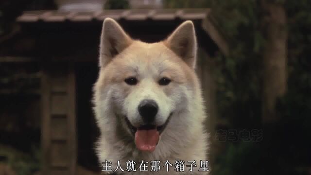 忠犬八公物语