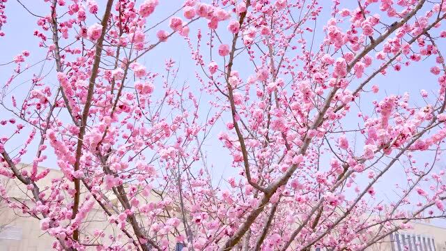 花开烂漫 南海春光正宜人