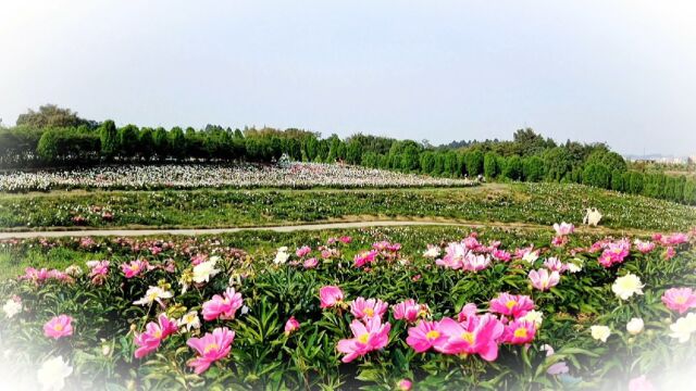 500亩花海全是芍药花,春天就是这样藏在凤鸣花谷的