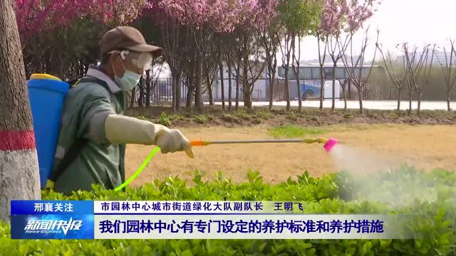 【邢襄关注】市园林中心:养护下“绣花”功夫 绿化上“精细化”台阶