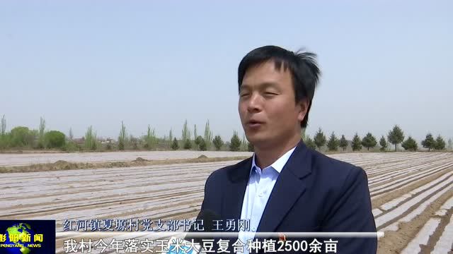 彭阳县加快推进玉米大豆带状复合种植 助力粮食稳产增收