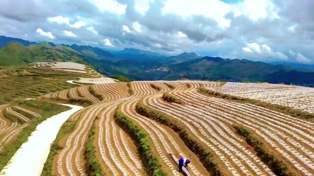 沿河晓景:沿河大型烤烟种植区,着力打造乌江流域山地烟风格特色的蜜甜香型烟叶特色.