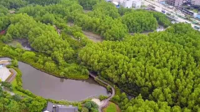 大亚湾红树林城市湿地公园是大亚湾中心区的一个湿地公园