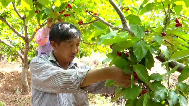 牟定车厘子熟了 “厘厘”深情只为你