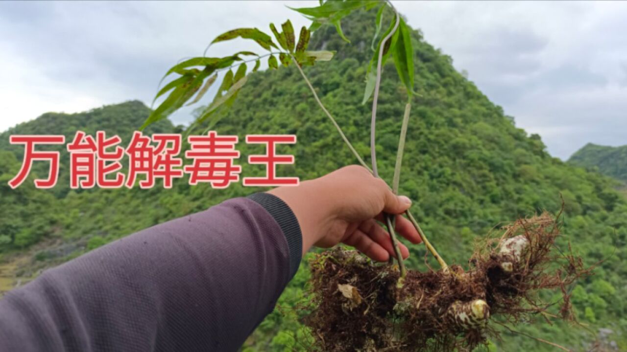 万能解毒王!500块钱一斤进行收购,你有看见过这种植物吗?