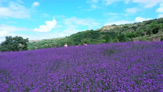 “花舞北山 云游清水”系列节目 ▏原创古典舞蹈《花舞清水》