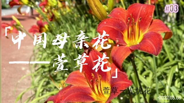 萱草真正中国传统文化母亲花 祝天下的母亲,母亲节快乐~