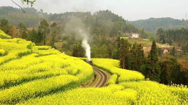 郊外风景油菜花