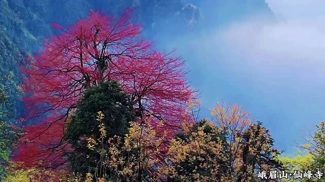 峨眉山这座网红寺院,徒步22公里才能到达 | 觉悟禅游