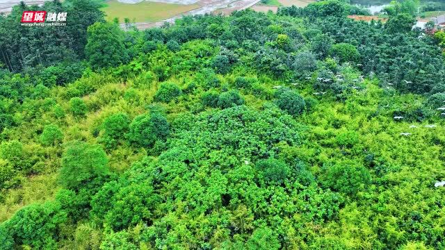 水田飞白鹭,望城茶亭镇这个地方鹭鸟成群