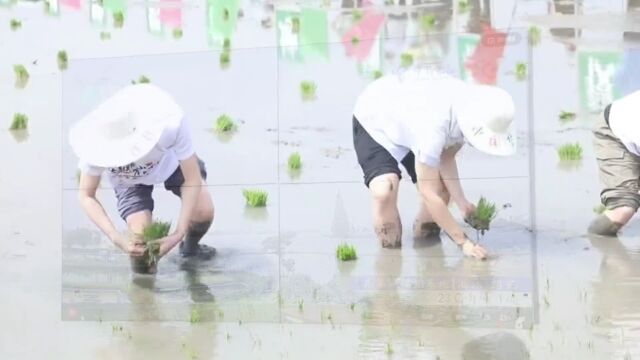 古越龙山绍兴酒鉴湖糯稻基地今揭牌