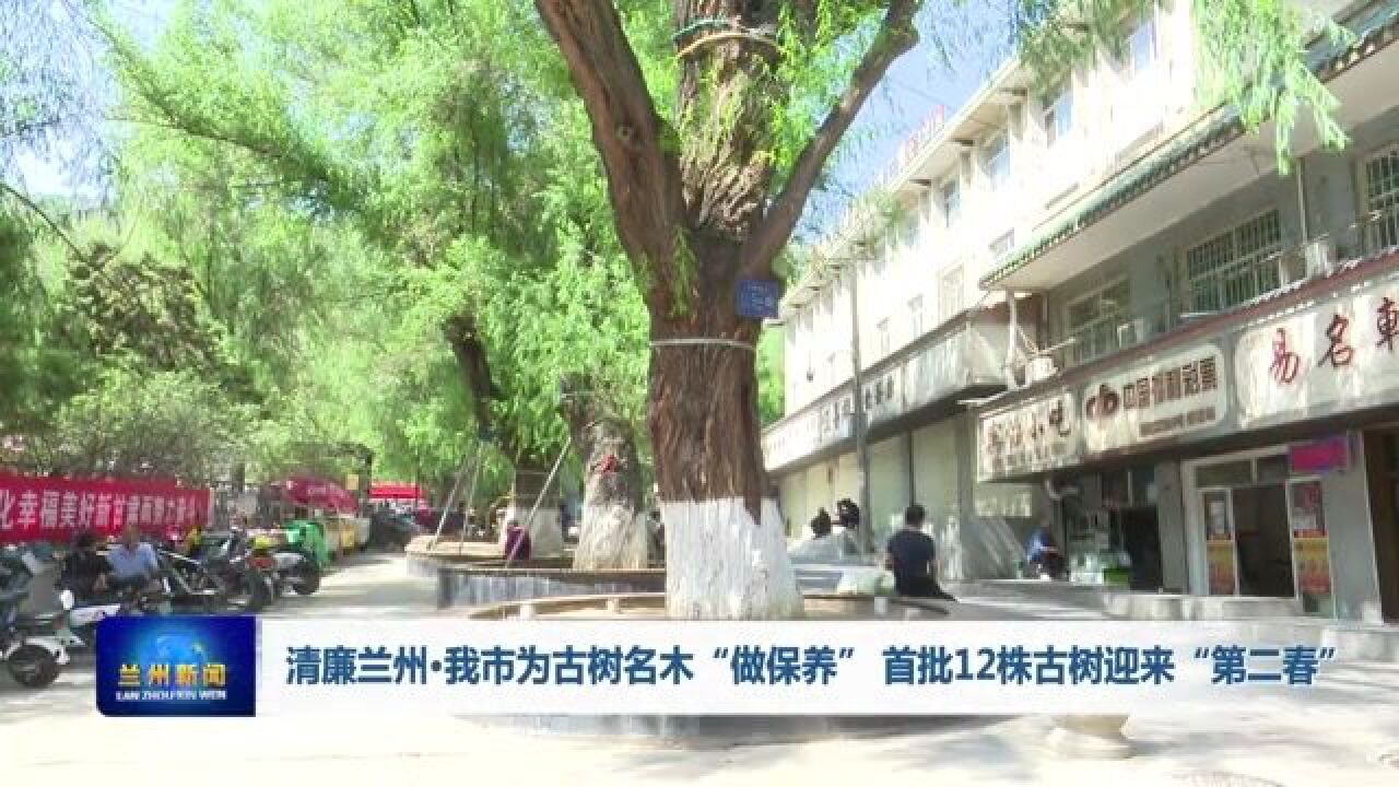 【兰州新闻】清廉兰州ⷦˆ‘市为古树名木“做保养” 首批12株古树迎来“第二春”