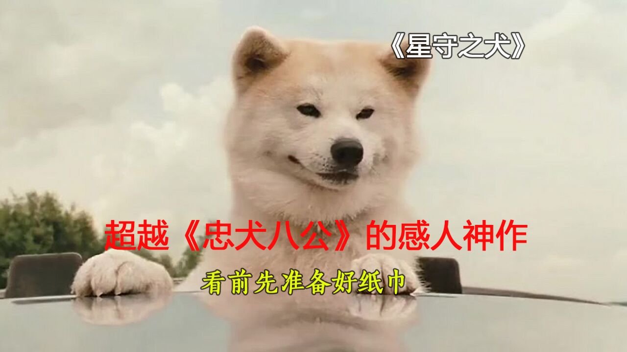 星守之犬:超越《忠犬八公》的感人神作,看前请准备好纸巾!