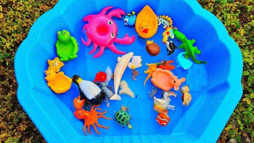 彩色模型玩具展示认识海龟海星大象