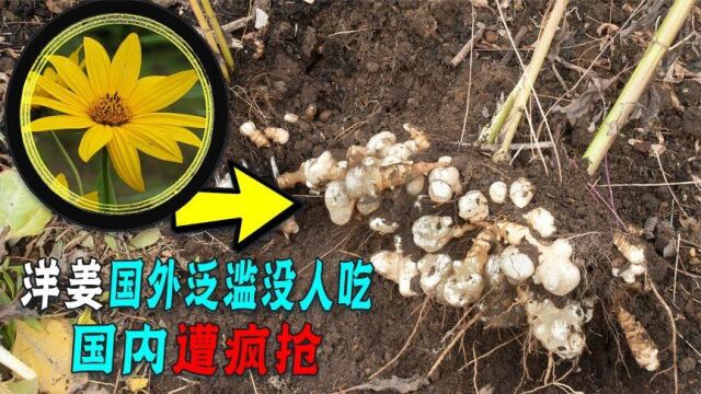 每年花上亿难消灭,洋姜入侵国外泛滥,为啥中国却大量种植?