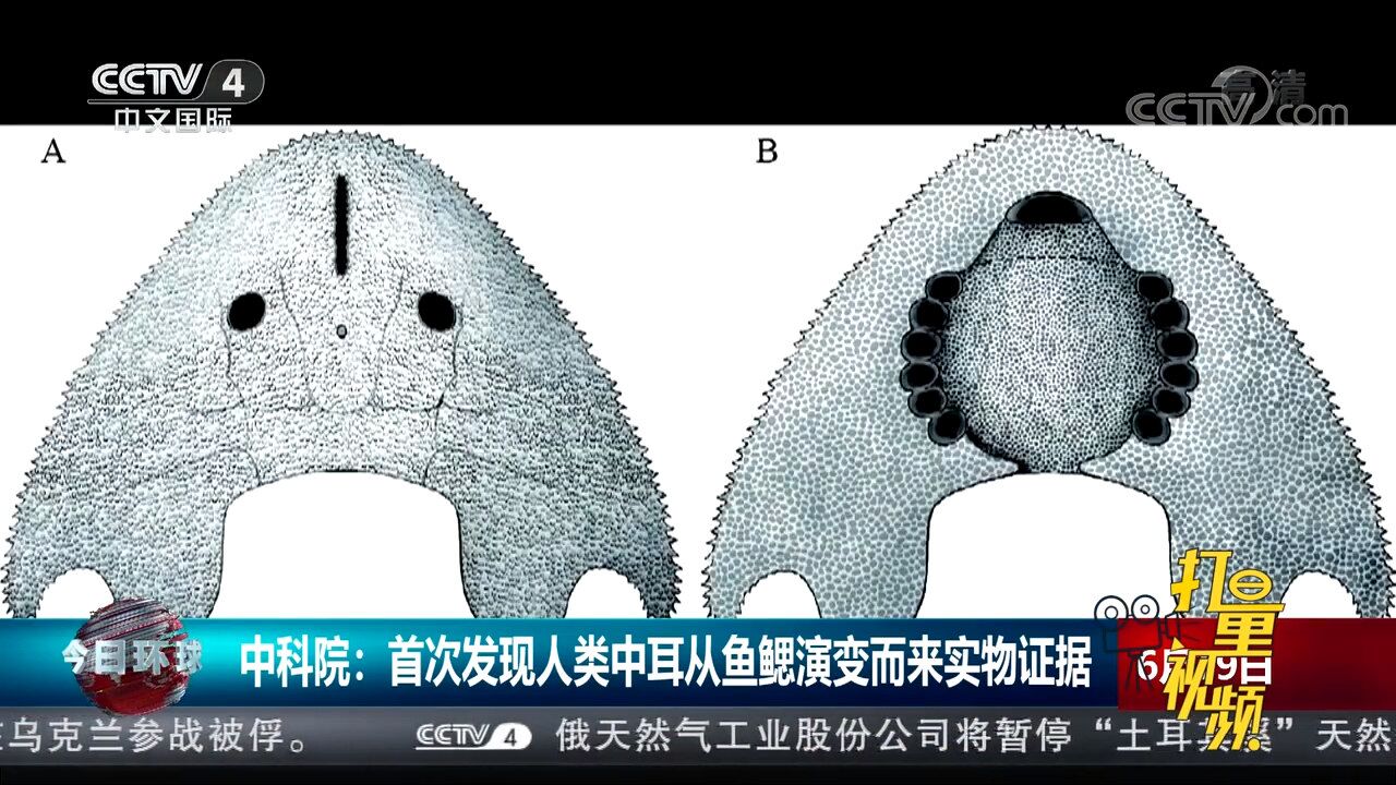 中科院:首次发现人类中耳从鱼鳃演变而来实物证据