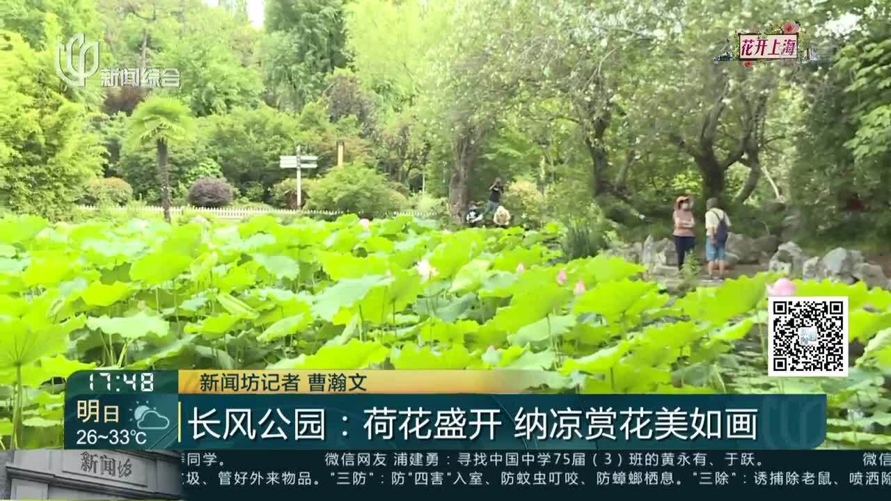 长风公园:荷花盛开 纳凉赏花美如画