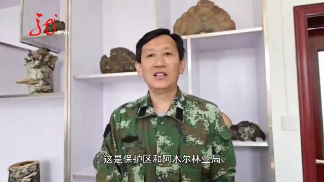 黑嘴松鸡孵化 简直太萌啦!