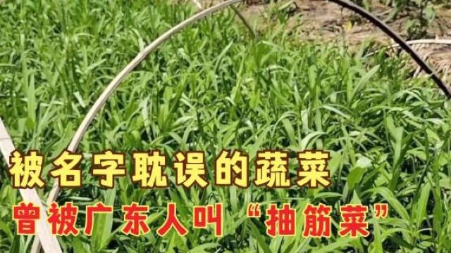 被名字耽误的蔬菜,曾被广东人叫“抽筋菜”,在广西却相当受欢迎