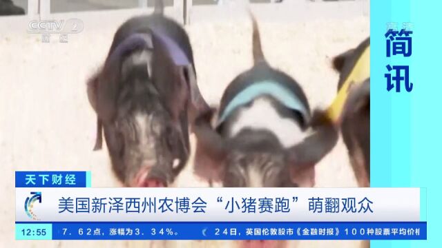 美国新泽西州农博会“小猪赛跑”萌翻观众