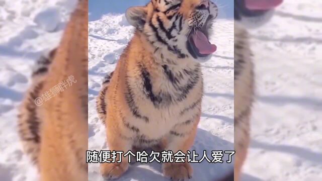 雪地里的网红小老虎,吸粉无数,它的父母辈也很萌!