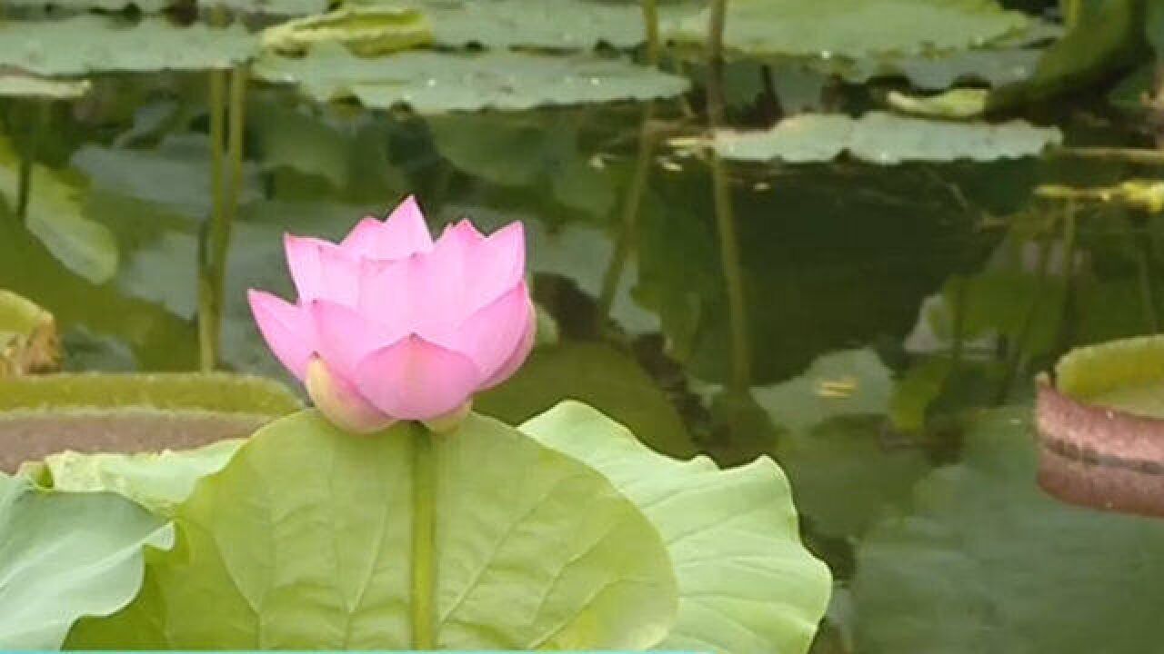 夏日赏荷花正当时:上百种荷花争相开放,雨后赏荷更有韵味