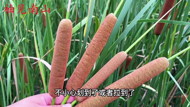 水沟里常见的“香肠草”,又叫蒲棒,你知道怎么用吗?