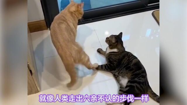 这几种猫咪的尾巴姿势,能表示猫咪的各种心情