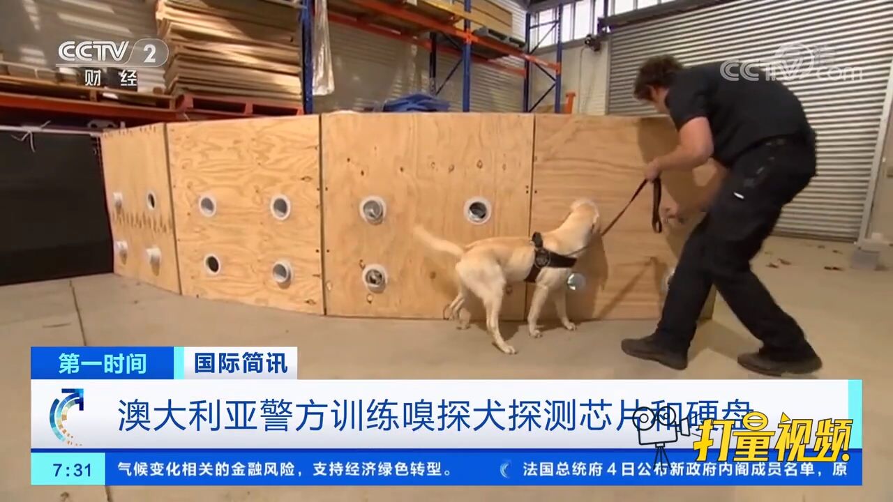 灵敏!澳大利亚警方训练嗅探犬探测芯片和硬盘