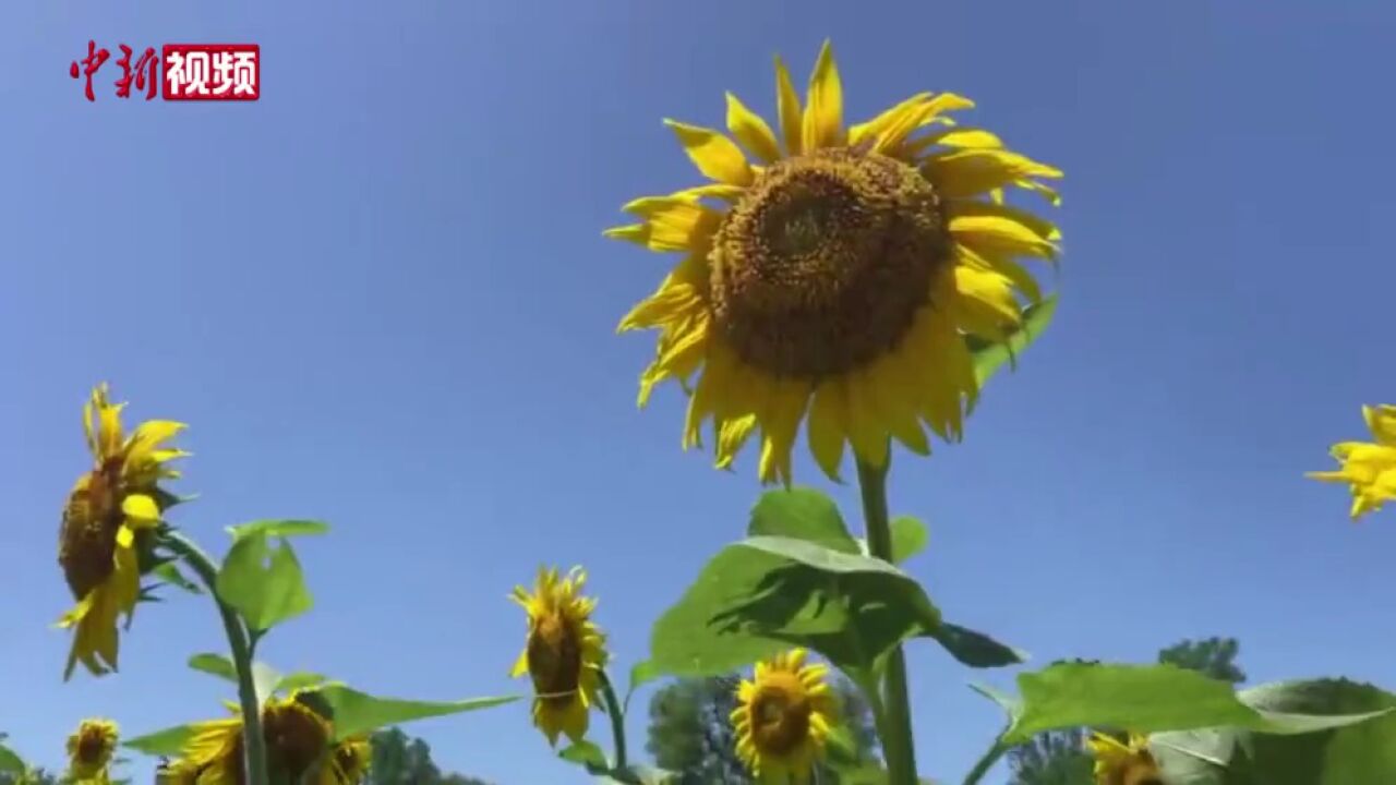 小暑至盛夏始阳光下的向日葵花海等你去打卡