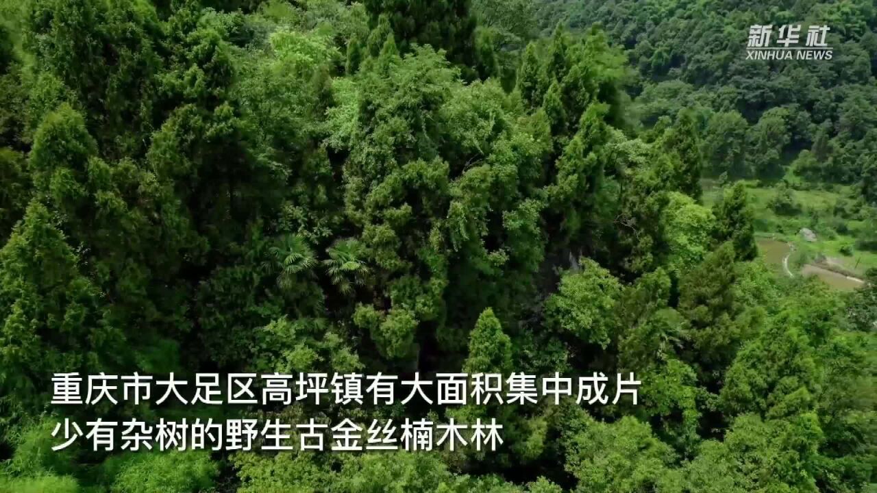 3000余亩古金丝楠木“固定资产”如何“变现”?