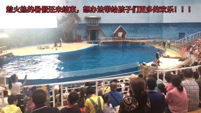 海昌极地海洋公园海豚表演,趁暑期多陪孩子到外面放松放松