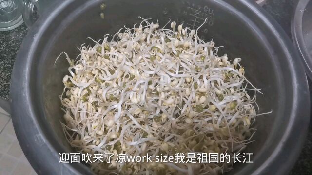 用最简单古老的方法制作绿豆芽,无任何添加剂纯天然绿色食品