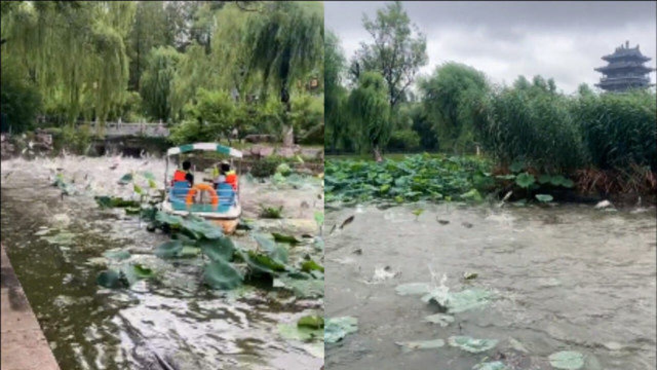 雨后大明湖上演“鱼跃龙门”奇景,群鱼争相跃起跳进游船,画面震撼