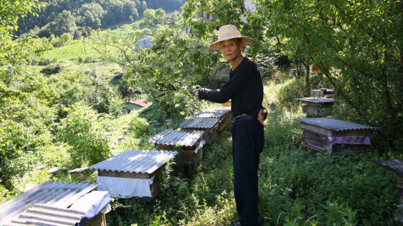 镇坪68岁老蜂农周正龙:养300多箱蜂,人越来越瘦,今年丰收了