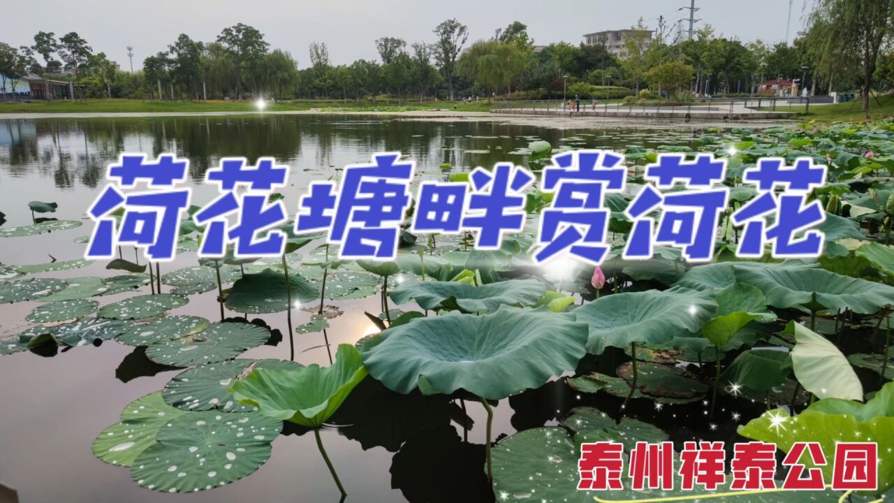 漫游夏日的泰州祥泰公园,仿若走入李清照《如梦令》中的藕花深处