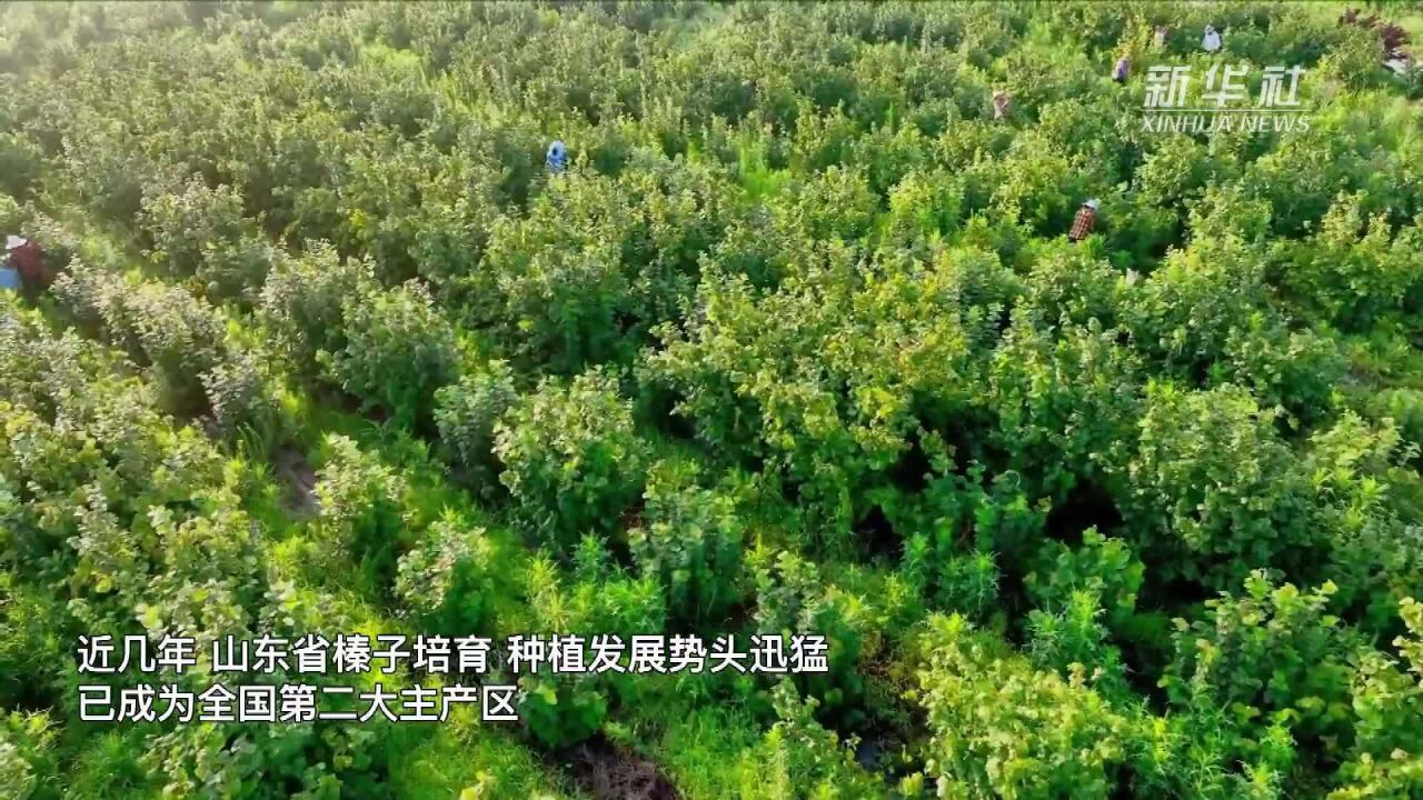 山东:又到榛果丰收季