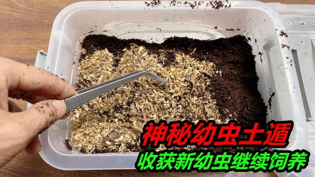 最近太忙忘记给土里喷水,没想到锹甲幼虫已经……