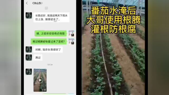 什么是真正的“特效菌”?预防死棵烂根、立枯猝倒、枯萎黄化、生根+防病,为什么它最突出?