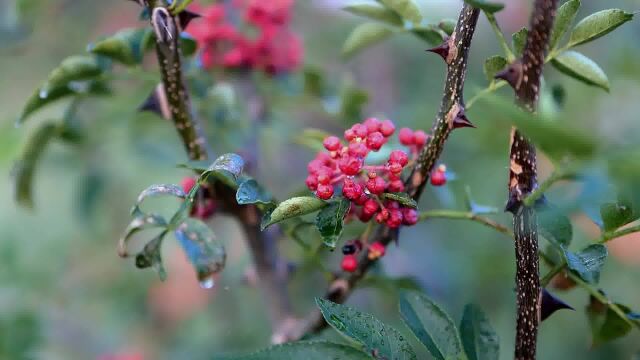 花椒香天下椒农采摘忙汝州市大峪镇花椒种植基地