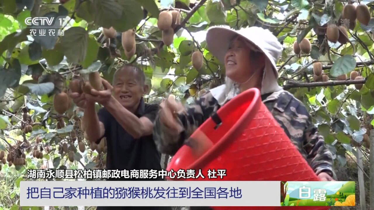 【中国三农报道】湖南湘西:生态循环模式 让猕猴桃“邮”出大山