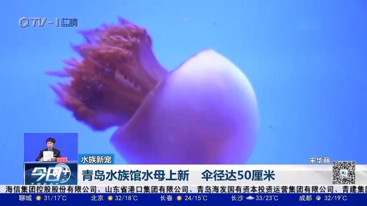 青岛水族馆水母上新!伞径达50厘米,在水中如丝绸般顺滑